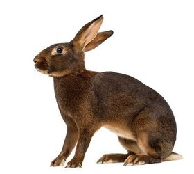 Belgian Hare Breed Information and Pictures - PetGuide.com | PetGuide