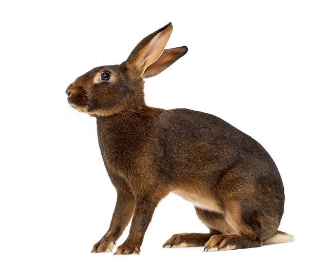 belgian hare