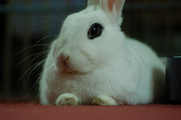 blanc de hotot rabbit