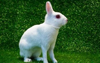 Rabbit Breeds | PetGuide