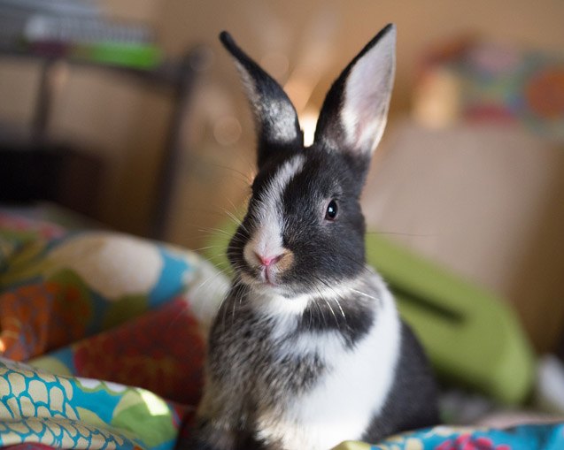 Britannia Petite Rabbit Breed Information and Pictures - PetGuide.com ...