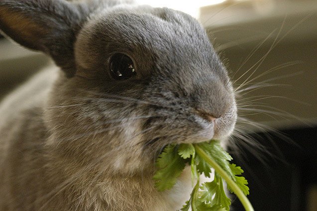 Britannia Petite Rabbit Breed Information and Pictures - PetGuide.com ...