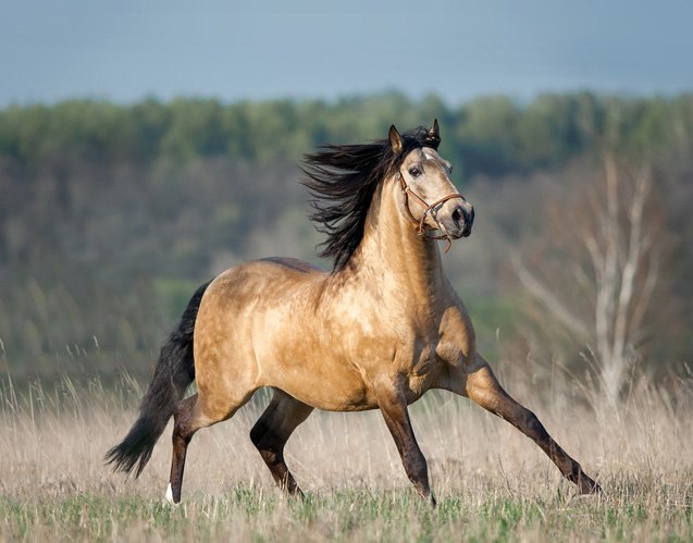 What Is Lusitano Horse The Lusitano Horse History Colors And what-is-lusitano-horse-the-lusitano-horse-history-colors-and