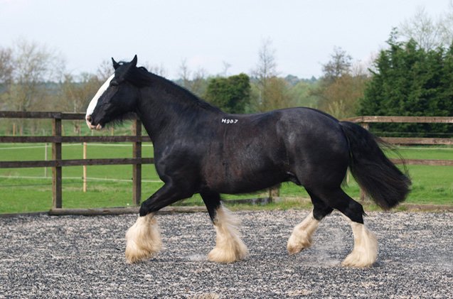 shire horse