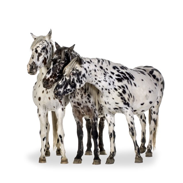 Appaloosa Horse Information And Pictures PetGuide PetGuide appaloosa-horse-information-and-pictures-petguide-petguide