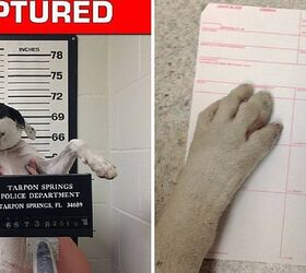Paw and Order: Lost Puppy Arrested for Resisting Belly Rubs