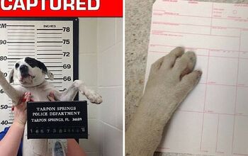 Paw and Order: Lost Puppy Arrested for Resisting Belly Rubs