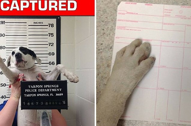 paw and order lost puppy arrested for resisting belly rubs