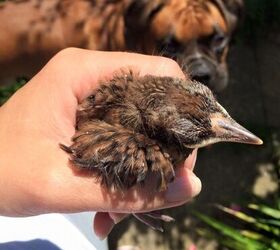 squee alert boxer adopts adorbs baby bird
