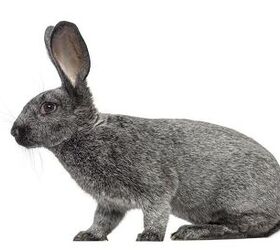 Rabbit Breeds | PetGuide