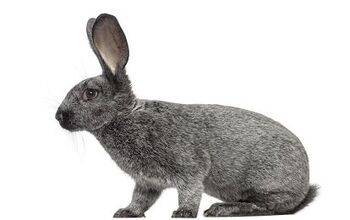 Rabbit Breeds | PetGuide