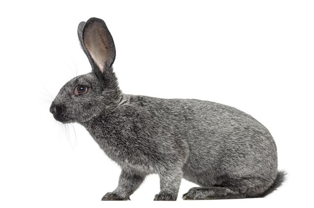 Champagne dArgent Rabbit Breed Information and Pictures | PetGuide