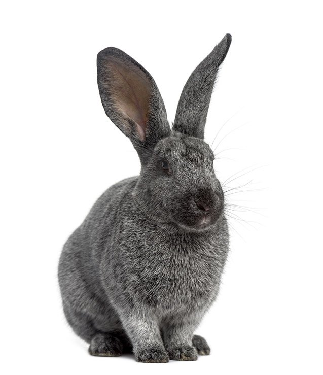 Champagne dArgent Rabbit Breed Information and Pictures | PetGuide