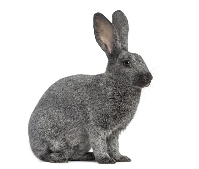 Champagne dArgent Rabbit Breed Information and Pictures | PetGuide