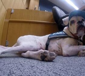 Deaf Dog Stands By Abused Children in Court