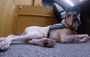 Deaf Dog Stands By Abused Children in Court