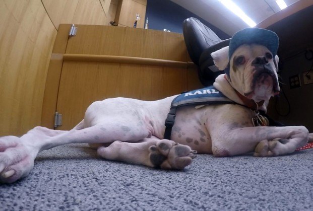 deaf dog stands by abused children in court