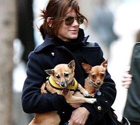 11 celebrities who decided to adopt not shop
