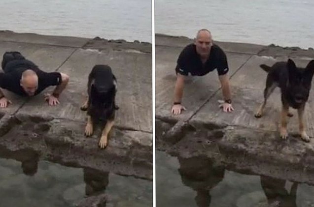 police officer and pooch do pushups for veterans video