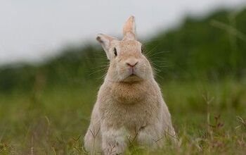 Rabbit Breeds | PetGuide
