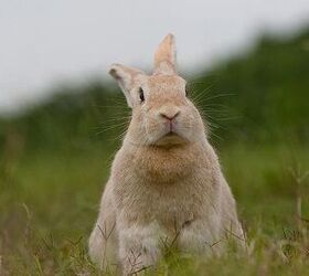 creme dargent rabbit