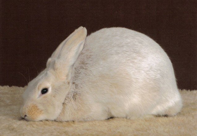 Champagne Dargent Rabbits
