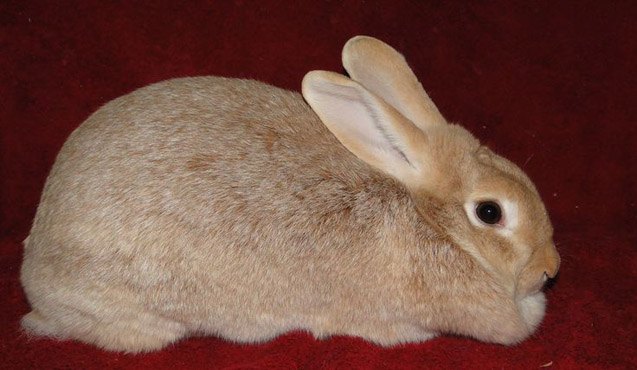 Creme dArgent Rabbit Breed Information and Pictures | PetGuide