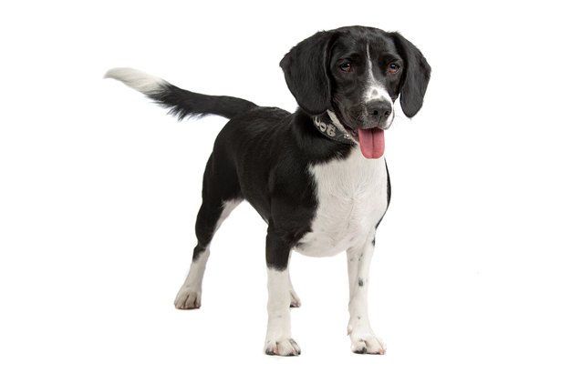 Bocker Ruff Bocker Dog Breed Health, Temperament, Grooming, Feeding and Puppies ...