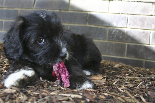 Bocker Ruff Bocker Dog Breed Health, Temperament, Grooming, Feeding and Puppies ...