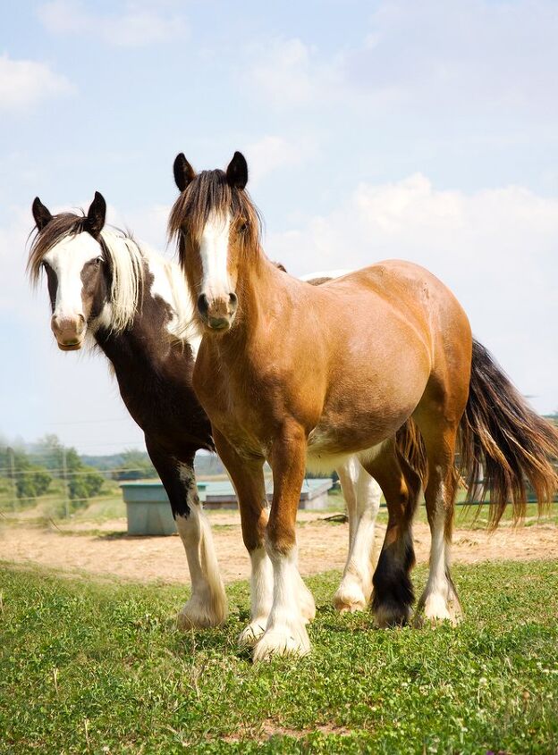 Gypsy Horse Breed Information and Pictures PetGuide PetGuide