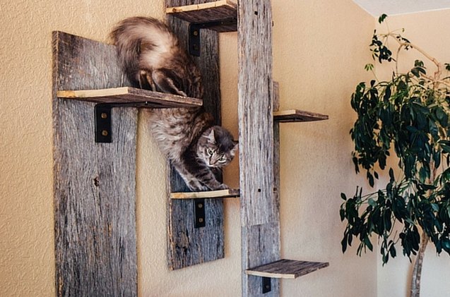 get back to nature with the eco cat furniture kickstarter