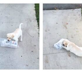 Puppy Trying To Fetch Newspaper is the Cutest Thing Ever [Video]