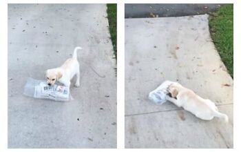 Puppy Trying To Fetch Newspaper is the Cutest Thing Ever [Video]