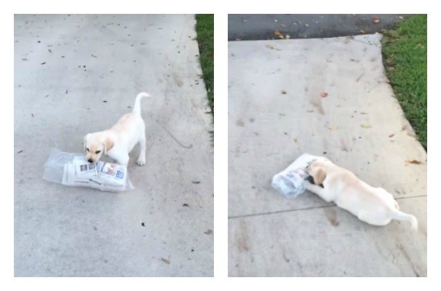 puppy trying to fetch newspaper is the cutest thing ever video