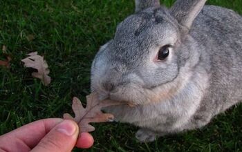 Sallender Rabbit Rabbit Breeds | PetGuide
