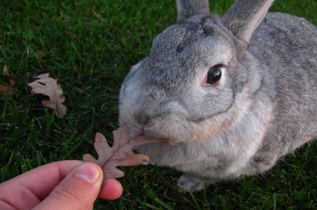 Purebred Chinchilla Rabbit Chinchilla Rabbit Breed