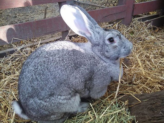 American Chinchilla Rabbit