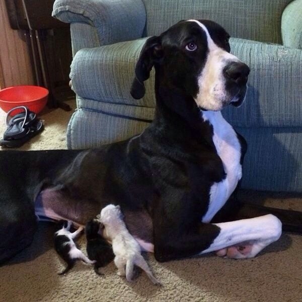 11 pets who are seriously rethinking this parenting thing