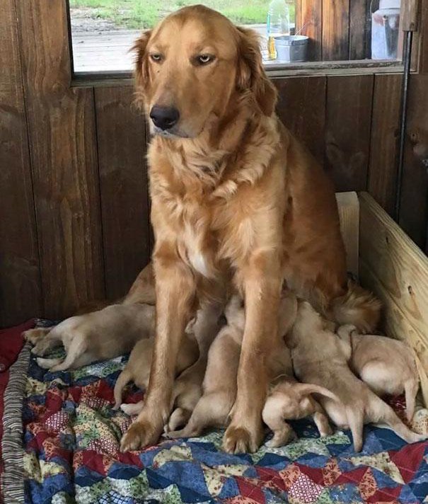 11 pets who are seriously rethinking this parenting thing