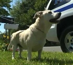 Dog Fetches Rescue Crew to Help Senior Stranded in the Woods