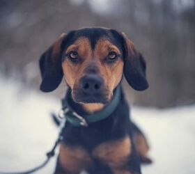finnish hound