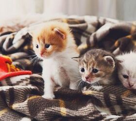 Common Health Issues in Kittens
