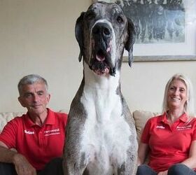 Marmaduke-Sized Great Dane Could Be the World’s Tallest Dog