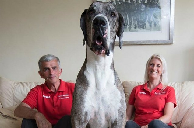 marmaduke sized great dane could be the worlds tallest dog