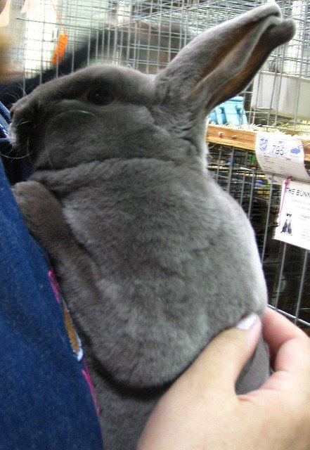 lilac rabbit