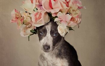 Shelter Dogs Strike a Vogue Pose For Their Adoption Profiles