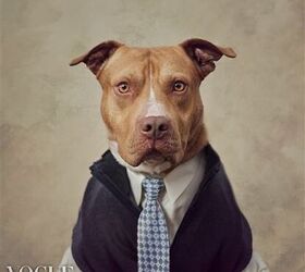 shelter dogs strike a vogue pose for their adoption profiles
