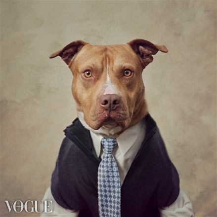 shelter dogs strike a vogue pose for their adoption profiles