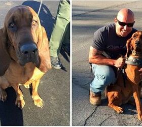 Super Sniffer Police Dog Finds Kidnapped Girl