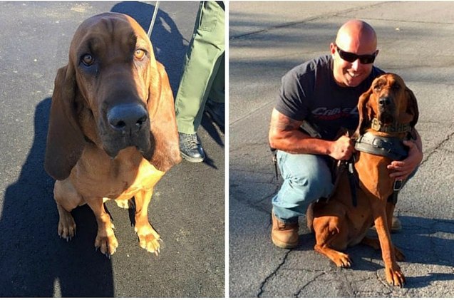 super sniffer police dog finds kidnapped girl